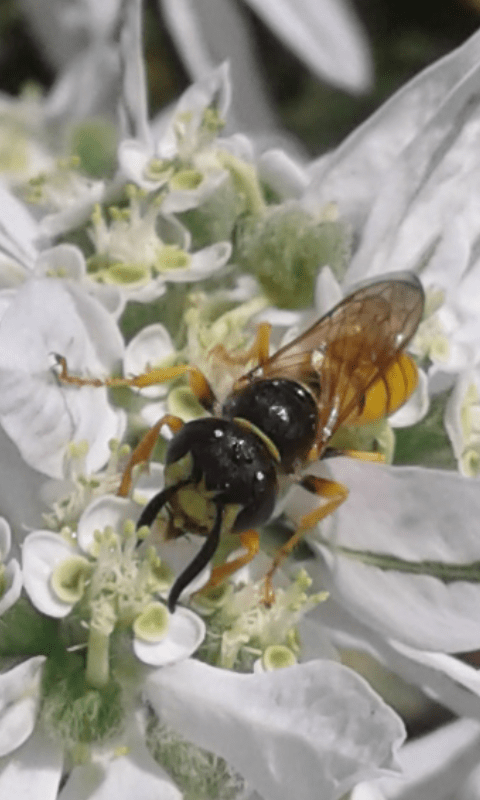 Crabronidae : femmina di Philanthus triangulus? S, ma triangulum!